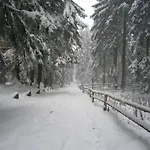 Na Cichej